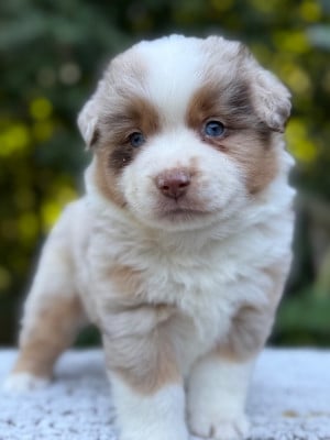 Les chiots de Berger Américain Miniature 