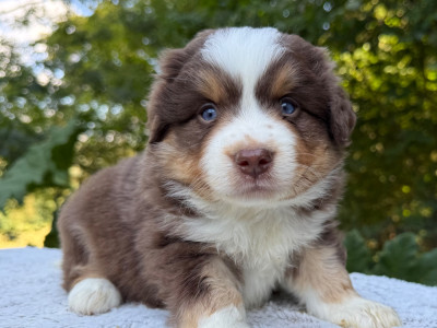 Les chiots de Berger Américain Miniature 