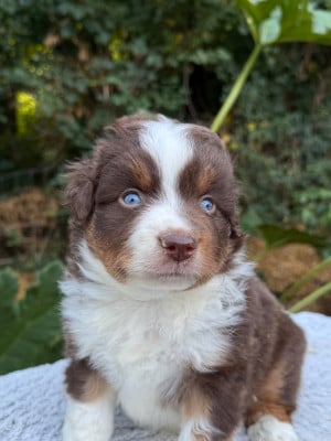 Les chiots de Berger Américain Miniature 