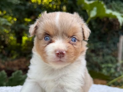 Les chiots de Berger Américain Miniature 
