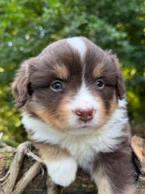 Les chiots de Berger Américain Miniature 