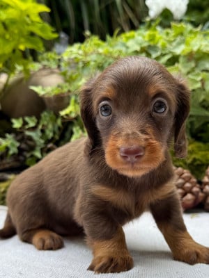 Les chiots de Teckel poil long