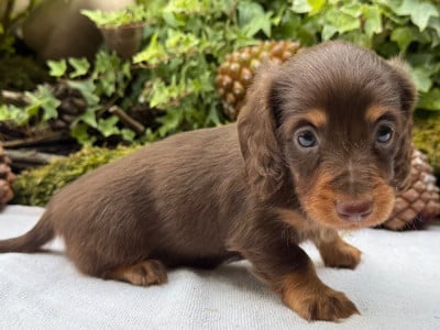 Les chiots de Teckel poil long