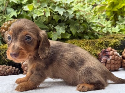 Les chiots de Teckel poil long
