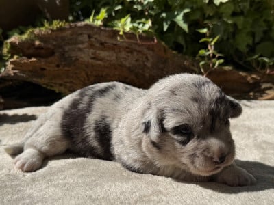 Les chiots de Welsh Corgi Cardigan