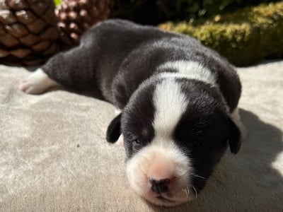 Chiot N°2 - Welsh Corgi Cardigan