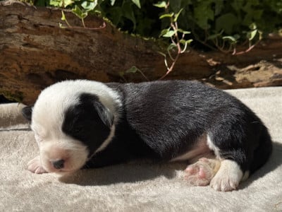 Chiot N°1 - Welsh Corgi Cardigan