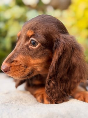 Les chiots de Teckel poil long