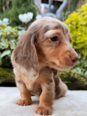 Les chiots de Teckel poil long