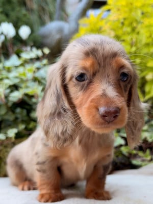 Les chiots de Teckel poil long
