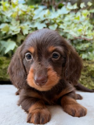Les chiots de Teckel poil long