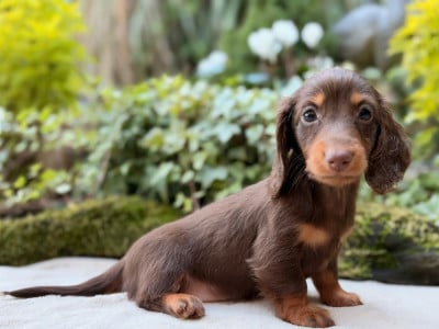 Les chiots de Teckel poil long
