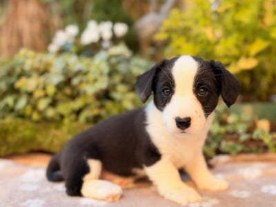Les chiots de Welsh Corgi Cardigan