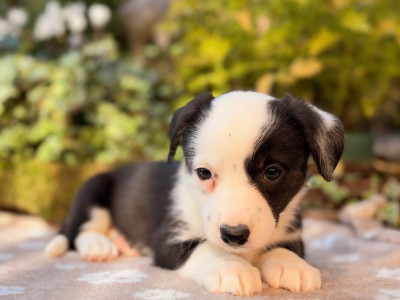 Les chiots de Welsh Corgi Cardigan