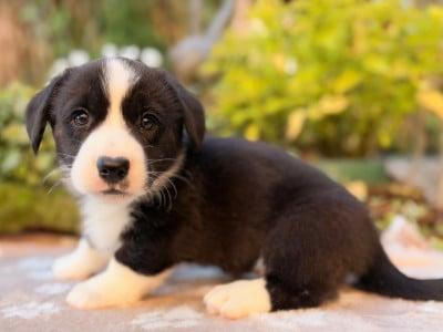 Les chiots de Welsh Corgi Cardigan