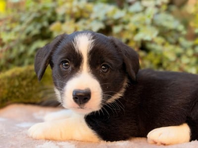 Les chiots de Welsh Corgi Cardigan