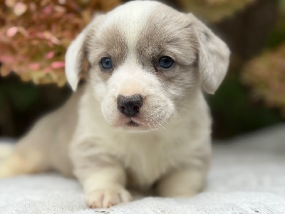 Les chiots de Welsh Corgi Cardigan