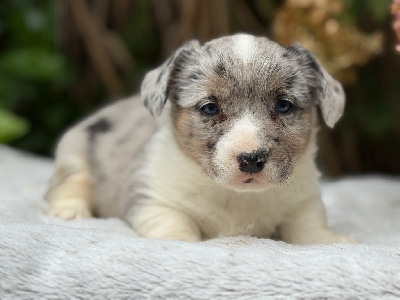 Les chiots de Welsh Corgi Cardigan