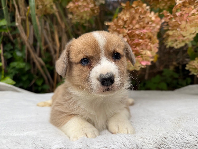 Les chiots de Welsh Corgi Cardigan