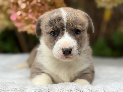 Les chiots de Welsh Corgi Cardigan
