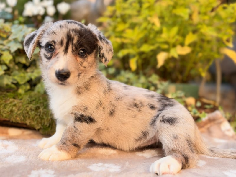 Welsh Corgi Cardigan - De La Cour Des Iles