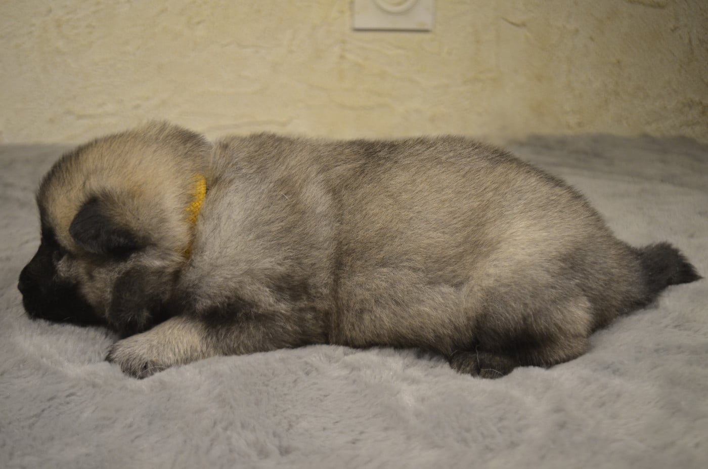 Femelle collier jaune - Aconit