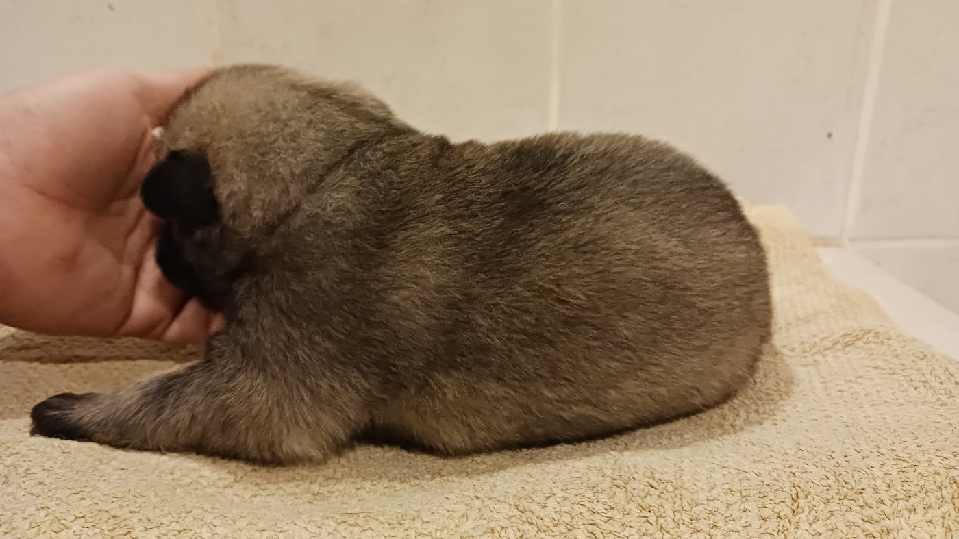 Femelle collier jaune - Aconit