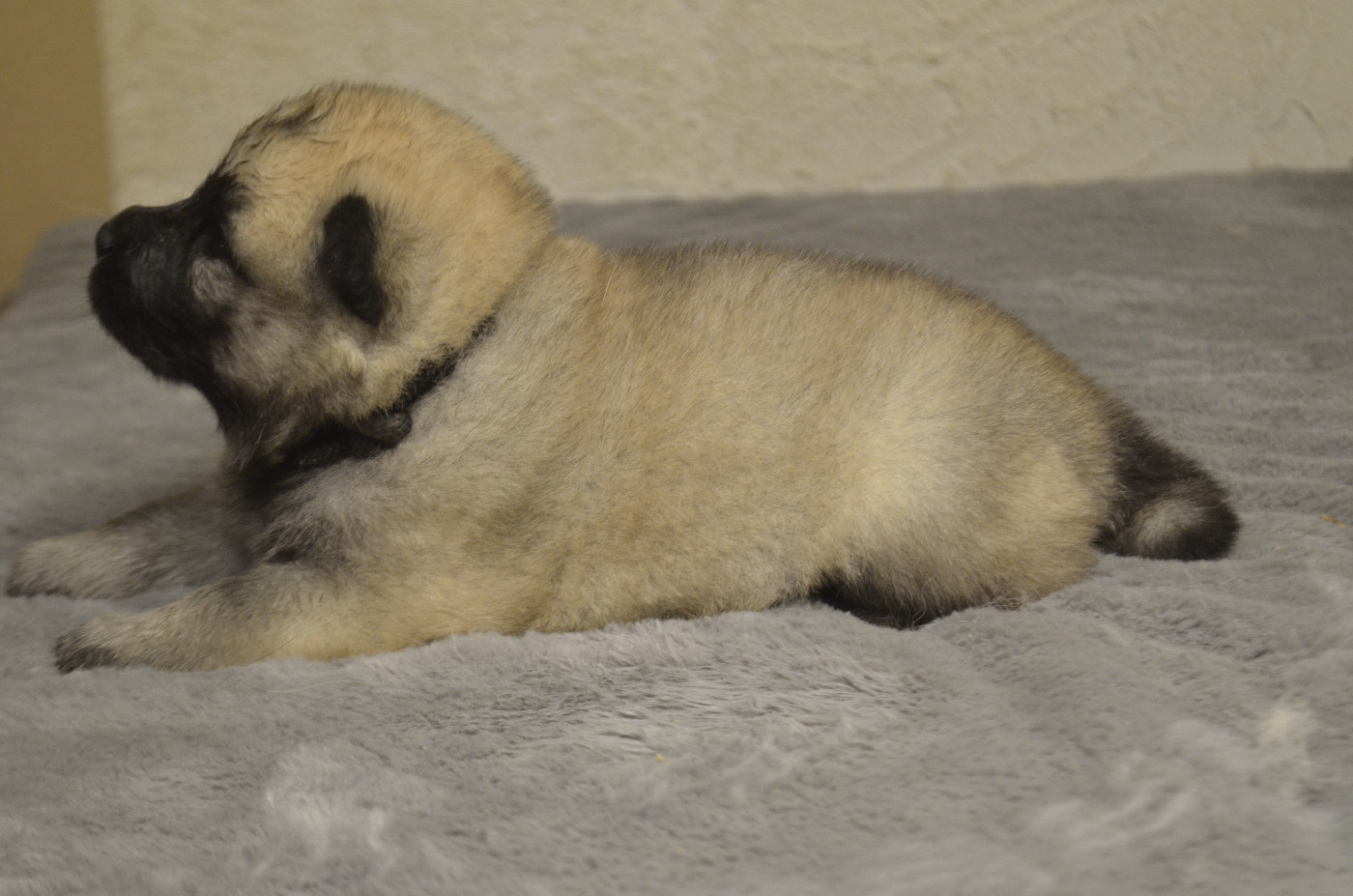 Male collier noir - Aquilon