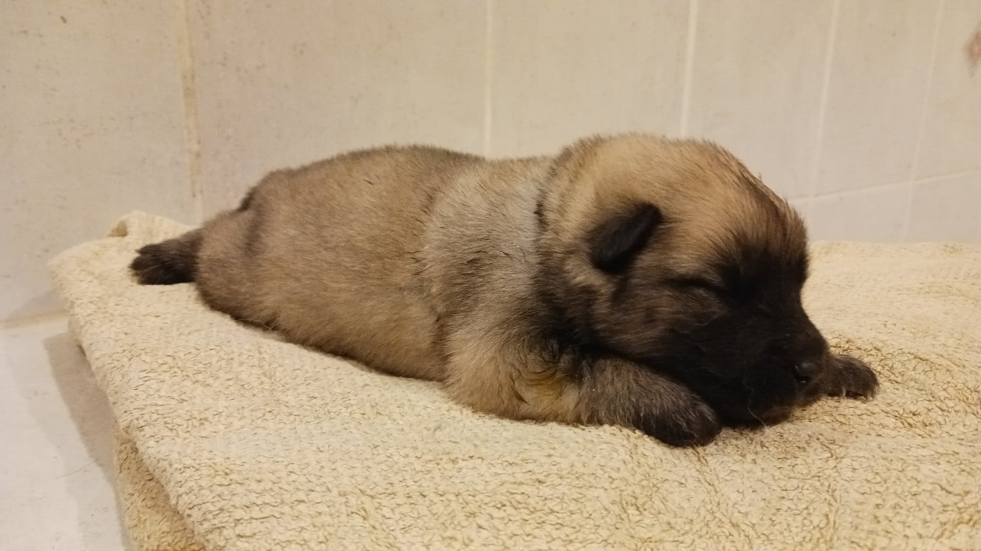 Male collier noir - Aquilon