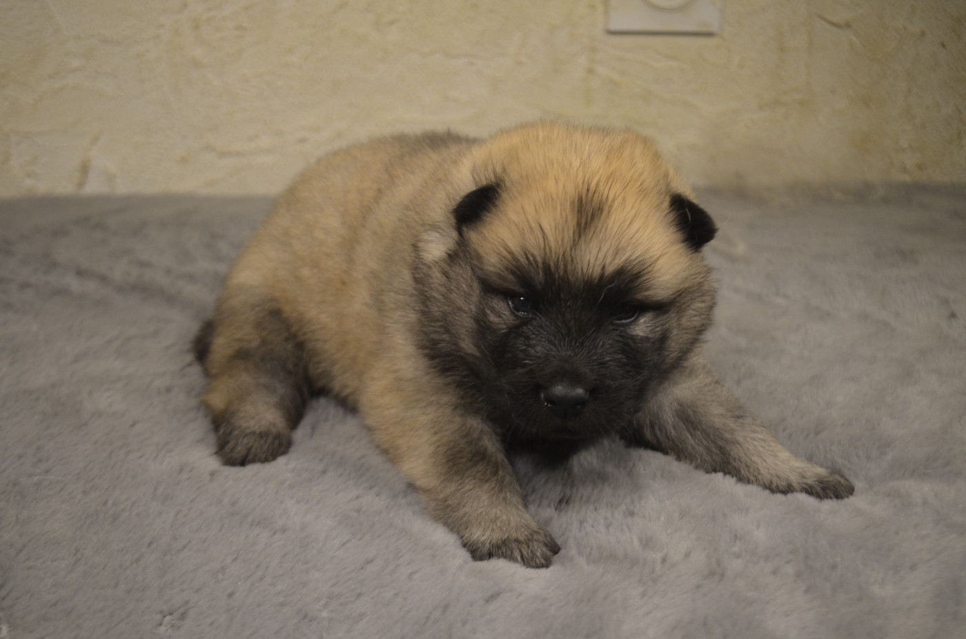 Male collier noir - Aquilon