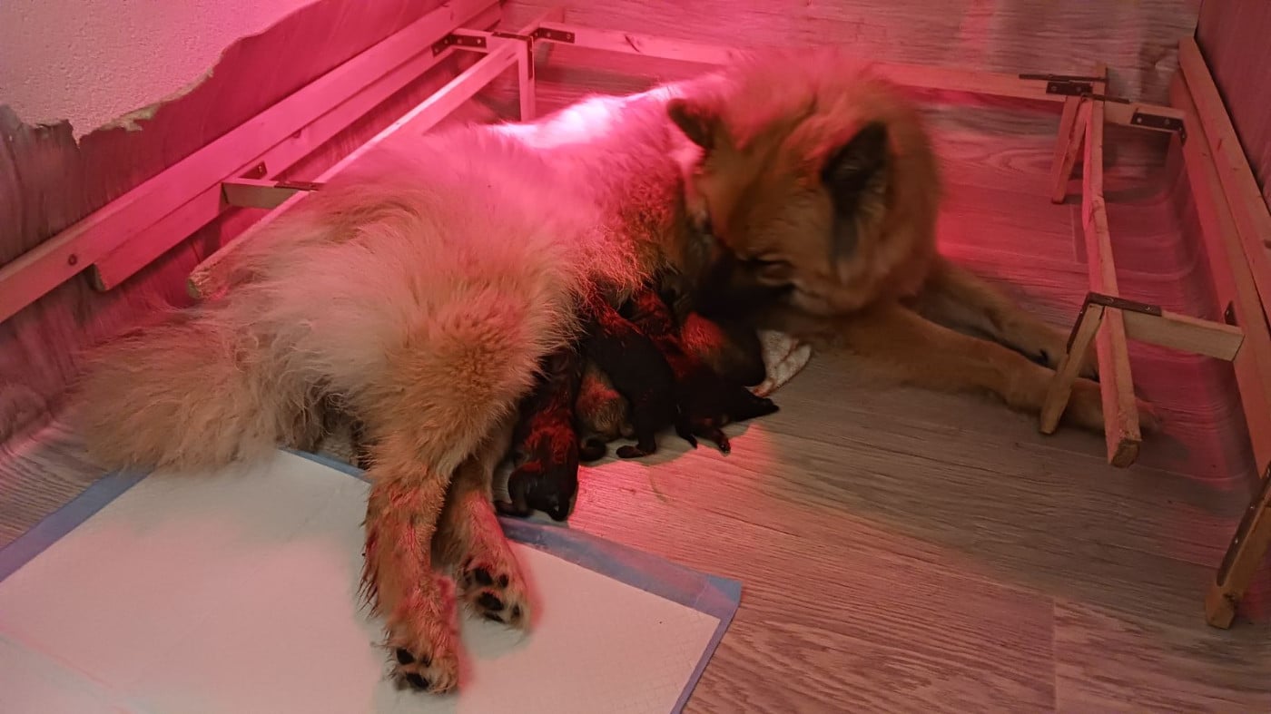 Chiot Eurasier