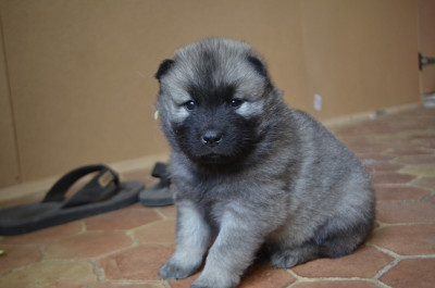 Les chiots de Eurasier