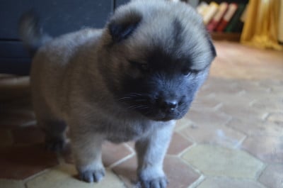 Les chiots de Eurasier
