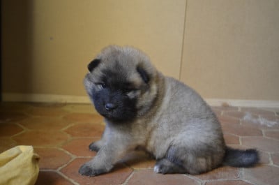 Les chiots de Eurasier