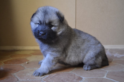 Les chiots de Eurasier
