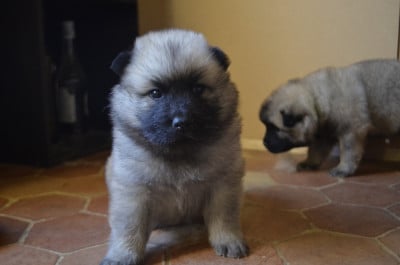 Les chiots de Eurasier