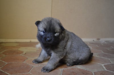 Les chiots de Eurasier