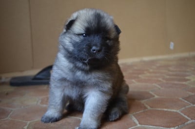 Les chiots de Eurasier