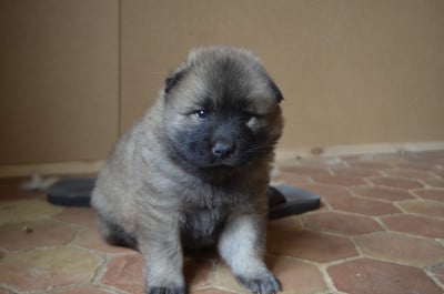 Les chiots de Eurasier
