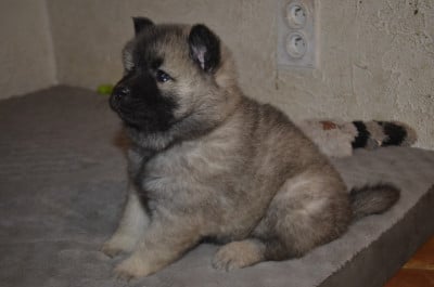 Les chiots de Eurasier