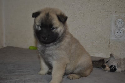 Les chiots de Eurasier