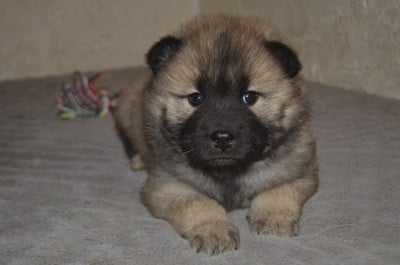 Les chiots de Eurasier