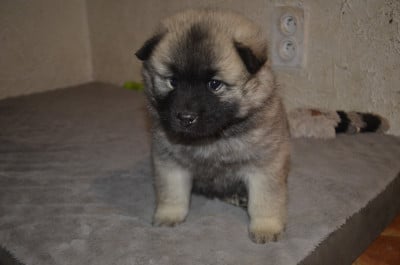 Les chiots de Eurasier