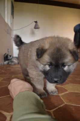 Les chiots de Eurasier