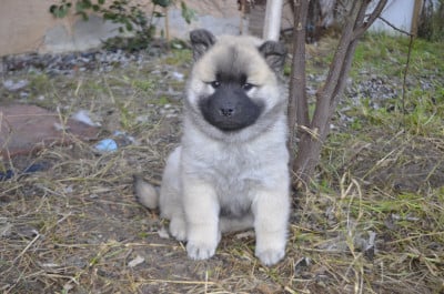 Les chiots de Eurasier