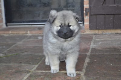 Les chiots de Eurasier