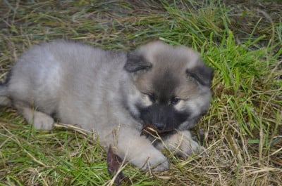 Les chiots de Eurasier