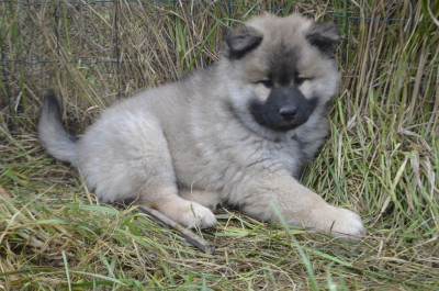 Les chiots de Eurasier