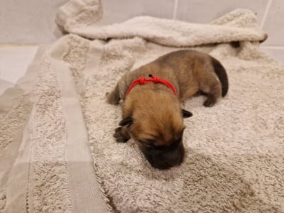 Les chiots de Eurasier