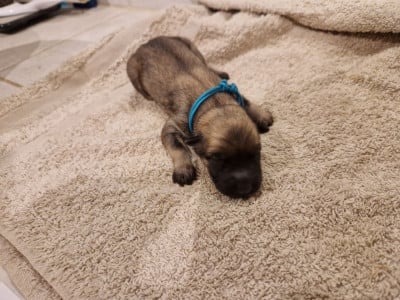 Les chiots de Eurasier